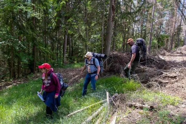 Wanderer mit Rucksäcken gehen durch einen Waldweg zwischen Bäumen und Gestrüpp